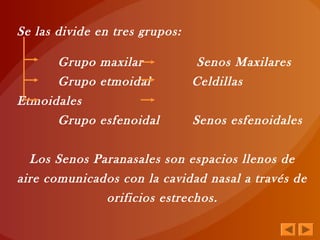 Se las divide en tres grupos:
Grupo maxilar Senos Maxilares
Grupo etmoidal Celdillas
Etmoidales
Grupo esfenoidal Senos esfenoidales
Los Senos Paranasales son espacios llenos de
aire comunicados con la cavidad nasal a través de
orificios estrechos.
 