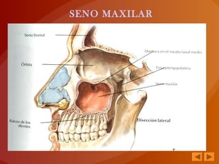 SENO MAXILAR
 