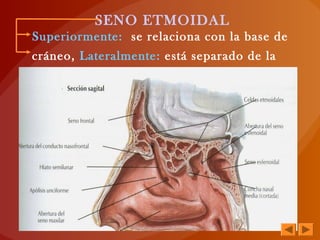 SENO ETMOIDAL
Superiormente: se relaciona con la base de
cráneo, Lateralmente: está separado de la
órbita por la lámina
 