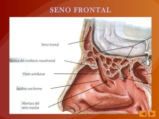 SENO FRONTAL
 
