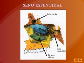 SENO ESFENOIDAL
 