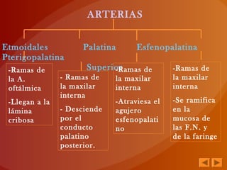 ARTERIAS
Etmoidales Palatina Esfenopalatina
Pterigopalatina
Superior-Ramas de
la A.
oftálmica
-Llegan a la
lámina
cribosa
-Ramas de
la maxilar
interna
-Atraviesa el
agujero
esfenopalati
no
- Ramas de
la maxilar
interna
- Desciende
por el
conducto
palatino
posterior.
-Ramas de
la maxilar
interna
-Se ramifica
en la
mucosa de
las F.N. y
de la faringe
 