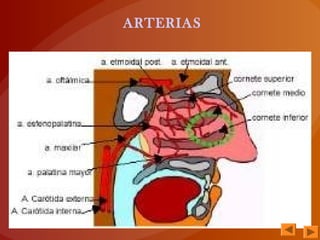 ARTERIAS
 