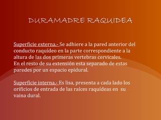 Superficie externa.- Se adhiere a la pared anterior del
conducto raquídeo en la parte correspondiente a la
altura de las dos primeras vertebras cervicales.
En el resto de su extensión esta separado de estas
paredes por un espacio epidural.
Superficie interna.- Es lisa, presenta a cada lado los
orificios de entrada de las raíces raquídeas en su
vaina dural.
 