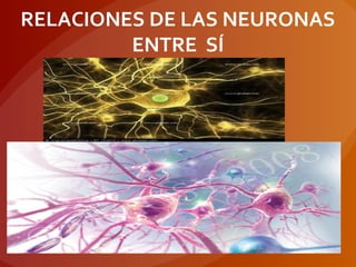 RELACIONES DE LAS NEURONAS
ENTRE SÍ
 