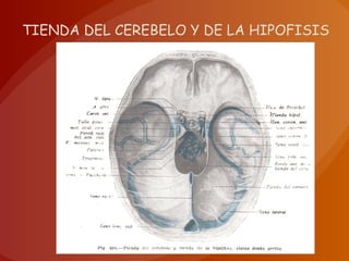 TIENDA DEL CEREBELO Y DE LA HIPOFISIS
 