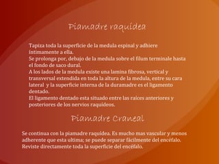 Piamadre raquídea
Tapiza toda la superficie de la medula espinal y adhiere
íntimamente a ella.
Se prolonga por, debajo de la medula sobre el filum terminale hasta
el fondo de saco dural.
A los lados de la medula existe una lamina fibrosa, vertical y
transversal extendida en toda la altura de la medula, entre su cara
lateral y la superficie interna de la duramadre es el ligamento
dentado.
El ligamento dentado esta situado entre las raíces anteriores y
posteriores de los nervios raquídeos.
Piamadre Craneal
Se continua con la piamadre raquídea. Es mucho mas vascular y menos
adherente que esta ultima; se puede separar fácilmente del encéfalo.
Reviste directamente toda la superficie del encéfalo.
 