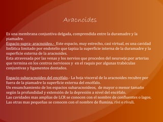 Aracnoides
Es una membrana conjuntiva delgada, comprendida entre la duramadre y la
piamadre.
Espacio supra- aracnoideo.- Este espacio, muy estrecho, casi virtual, es una cavidad
linfática limitado por endotelio que tapiza la superficie interna de la duramadre y la
superficie externa de la aracnoides.
Esta atravesada por las venas y los nervios que proceden del neuroeje;por arterias
que termina en los centros nerviosos y en el raquis por algunas trabéculas
conjuntivas y ligamentos dentados.
Espacio subaracnoideo del encéfalo.- La hoja visceral de la aracnoides recubre por
fuera de la piamadre la superficie externa del encéfalo.
Un ensanchamiento de los espacios subaracnoideos, de mayor o menor tamaño
según la profundidad y extensión de la depresión a nivel del encéfalo.
Las cavidades mas amplias de LCR se conocen con el nombre de confluentes o lagos.
Las otras mas pequeñas se conocen con el nombre de flumina, rivi o rivuli.
 