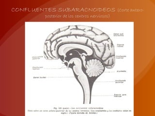 CONFLUENTES SUBARACNOIDEOS (Corte antero-
posterior de los centros nerviosos)
 