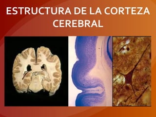 ESTRUCTURA DE LA CORTEZA
CEREBRAL
 