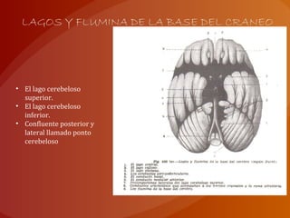 LAGOS Y FLUMINA DE LA BASE DEL CRANEO
• El lago cerebeloso
superior.
• El lago cerebeloso
inferior.
• Confluente posterior y
lateral llamado ponto
cerebeloso
 