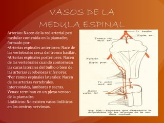 Arterias: Nacen de la red arterial peri
medular contenida en la piamadre,
formado por:
•Arterias espinales anteriores: Nace de
las vertebrales cerca del tronco basilar.
•Arterias espinales posteriores: Nacen
de las vertebrales cuando contornean
las caras laterales del bulbo o bien de
las arterias cerebelosas inferiores.
•Por ramos espinales laterales: Nacen
de las arterias vertebrales,
intercostales, lumbares y sacras.
Venas: terminan en un plexo venoso
de la piamadre.
Linfáticos: No existen vasos linfáticos
en los centros nerviosos.
 