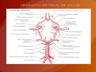 HEXÁGONO ARTERIAL DE WILLIS
 