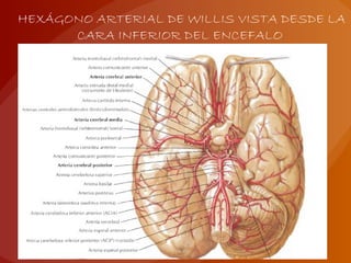 HEXÁGONO ARTERIAL DE WILLIS VISTA DESDE LA
CARA INFERIOR DEL ENCEFALO
 