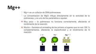 Mg++ es un cofactor de DNA polimerasas
La concentración de MgCl influye directamente en la actividad de la
polimerasa, y es uno de los parámetros a ajustar:
 Muy poco – la polimerasa no funciona correctamente, afectando el
rendimiento de la reacción
Mucho – favorece el annealing de los primers a lugares que no son 100
 %
la
complementarios,
reacción
afectando la especificidad y el rendimiento de
Mg++
 