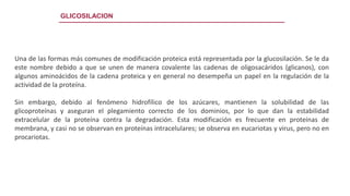 GLICOSILACION
Una de las formas más comunes de modificación proteica está representada por la glucosilación. Se le da
este nombre debido a que se unen de manera covalente las cadenas de oligosacáridos (glicanos), con
algunos aminoácidos de la cadena proteica y en general no desempeña un papel en la regulación de la
actividad de la proteína.
Sin embargo, debido al fenómeno hidrofílico de los azúcares, mantienen la solubilidad de las
glicoproteínas y aseguran el plegamiento correcto de los dominios, por lo que dan la estabilidad
extracelular de la proteína contra la degradación. Esta modificación es frecuente en proteínas de
membrana, y casi no se observan en proteínas intracelulares; se observa en eucariotas y virus, pero no en
procariotas.
 