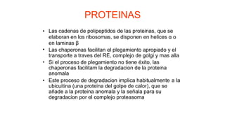 PROTEINAS
Las cadenas de polipeptidos de las proteinas, que se
elaboran en los ribosomas, se disponen en helices α o
en laminas β
Las chaperonas facilitan el plegamiento apropiado y el
transporte a traves del RE, complejo de golgi y mas alla
Si el proceso de plegamiento no tiene éxito, las
chaperonas facilitam la degradacion de la proteina
anomala
•
•
•
• Este proceso de degradacion implica habitualmente
ubicuitina (una proteina del golpe de calor), que se
añade a la proteina anomala y la señala para su
degradacion por el complejo proteasoma
a la
 
