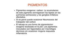 PIGMENTOS
Pigmentos exogenos: carbon. La acumulacion
de este pigmento ennnegrecen los tejidos en los
pulmones (antracosis) y los ganglios linfaticos
afectados.
Si es grave puede ocasionar Neumocosis del
trabajador del carbon
El tatuaje es una forma de pigmentacion
exogena localizada en la piel. Los pigmentos
inoculados son fagocitados por macrofagos
dermicos sin ocasionar ninguna respuesta
inflamatoria
•
•
•
 