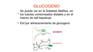 GLUCOGENO
Se puede ver en la Diabetes Mellitus, en
los tubulos contorneados distales y en el
interior de cell hepaticas
•
• Enf por almacenamiento de glucogeno
 