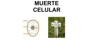 MUERTE
CELULAR
 