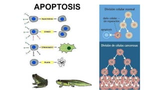 APOPTOSIS
 