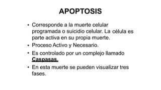 APOPTOSIS
Corresponde a la muerte celular
programada o suicidio celular. La
parte activa en su propia muerte.
Proceso Activo y Necesario.
•
célula es
•
• Es controlado por un complejo llamado
Caspasas.
En esta muerte se pueden visualizar tres
fases.
•
 