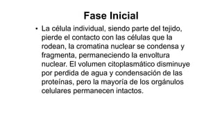 Fase Inicial
La célula individual, siendo parte del tejido,
pierde el contacto con las células que la
rodean, la cromatina nuclear se condensa y
fragmenta, permaneciendo la envoltura
nuclear. El volumen citoplasmático disminuye
por perdida de agua y condensación de las
proteínas, pero la mayoría de los orgánulos
celulares permanecen intactos.
•
 