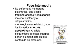 Fase Intermedia
Se deforma la membrana
plasmática, que acaba
fragmentándose y englobando
material nuclear y/o
citoplasmático
•
morfológicamente intacto,
los llamados cuerpos
apoptóticos. Análisis
son
bioquímicos de estos cuerpos
ponen de manifiesto su alto
contenido en proteínas.
 