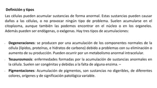 Definición y tipos
Las células pueden acumular sustancias de forma anormal. Estas sustancias pueden causar
daños a las células, o no provocar ningún tipo de problema. Suelen acumularse en el
citoplasma, aunque también las podemos encontrar en el núcleo o en los organelos.
Además pueden ser endógenas, o exógenas. Hay tres tipos de acumulaciones:
 Degeneraciones: se producen por una acumulación de los componentes normales de la
célula (lípidos, proteínas, e hidratos de carbono) debido a problemas con su eliminación o
aumento de su producción. Pueden ocurrir por un metabolismo anormal intracelular.
 Tesaurosmosis: enfermedades formadas por la acumulación de sustancias anormales en
la célula. Suelen ser congénitas y debidas a la falta de alguna enzima. –
 Pigmentaciones: Acumulación de pigmentos, son sustancias no digeribles, de diferentes
colores, orígenes y de significación patológica variable.
 
