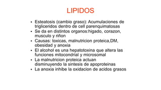 LIPIDOS
Esteatosis (cambio graso): Acumulaciones de
•
trigliceridos dentro de cell parenquimatosas
Se da en distintos organos:higado, corazon,
•
musculo y riñon
Causas: toxicas, malnutricion proteica,DM,
•
obesidad y anoxia
El alcohol es una hepatotoxina que altera las
•
funciones mitocondrial y microsomal
La malnutricion proteica actuan
•
disminuyendo la sintesis de apoproteinas
La anoxia inhibe la oxidacion de acidos grasos
•
 