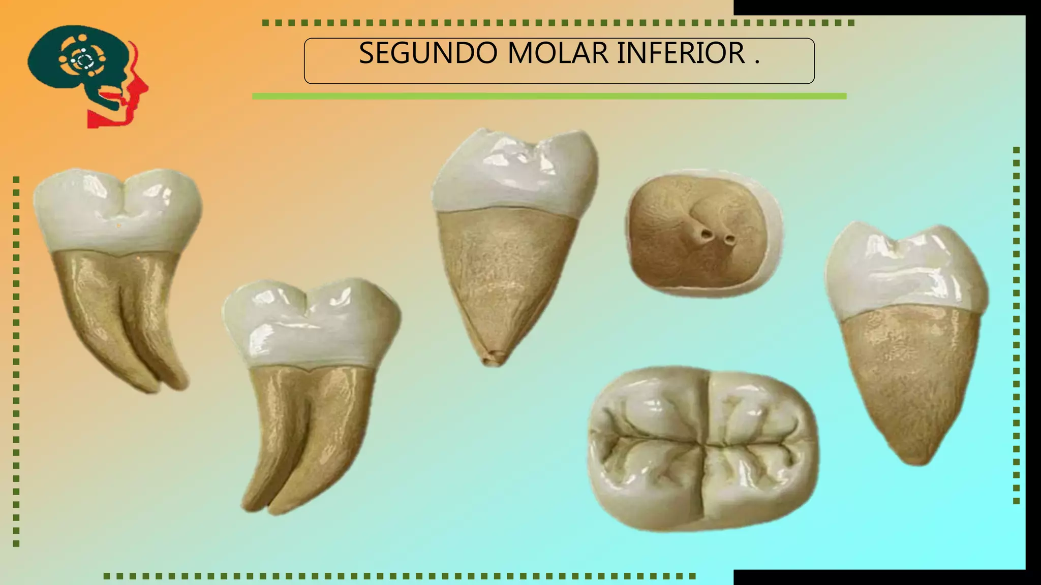 Molar Inferior Segundo molar inferior | PPTX