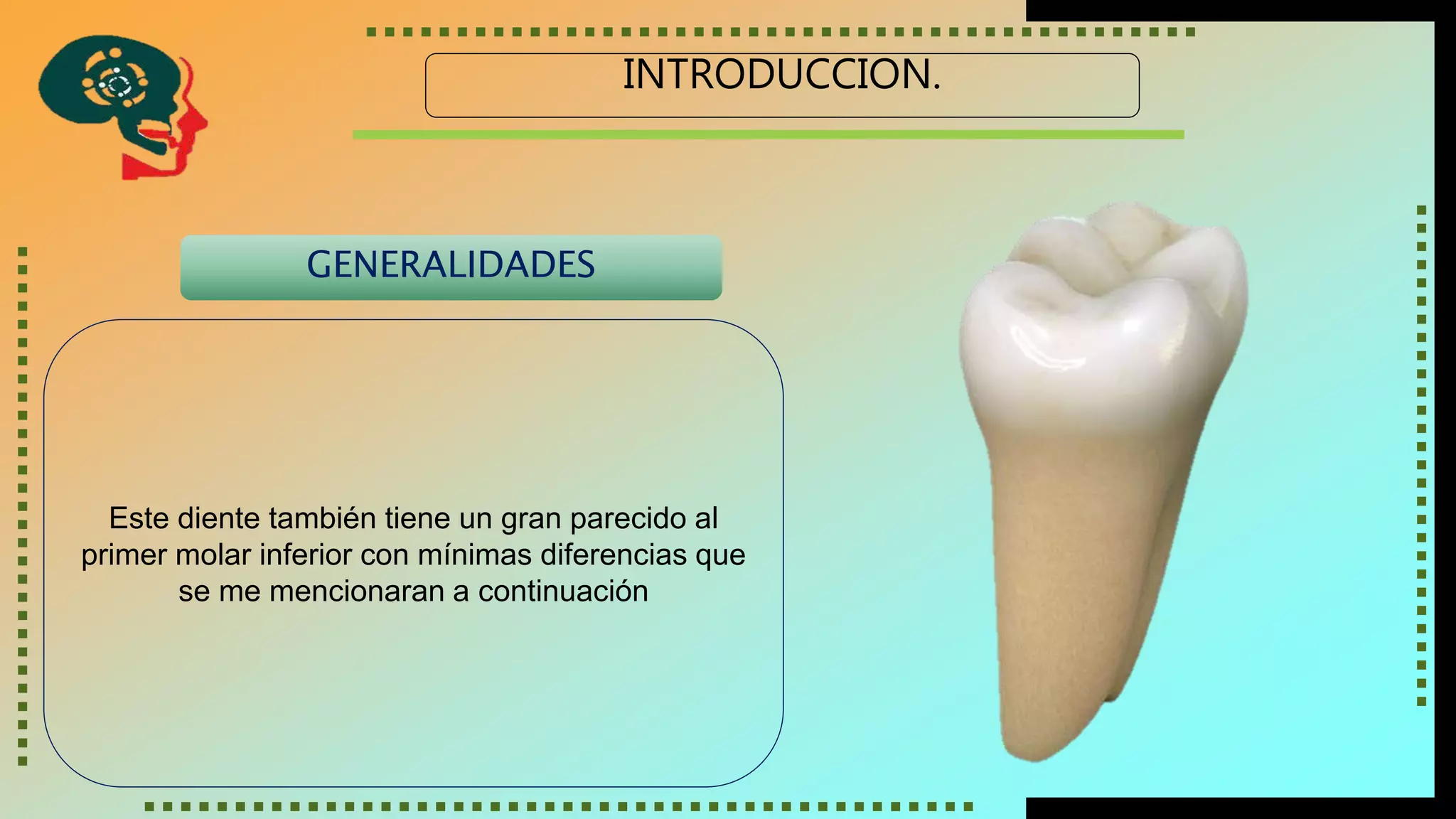 Molar Inferior Segundo molar inferior | PPTX