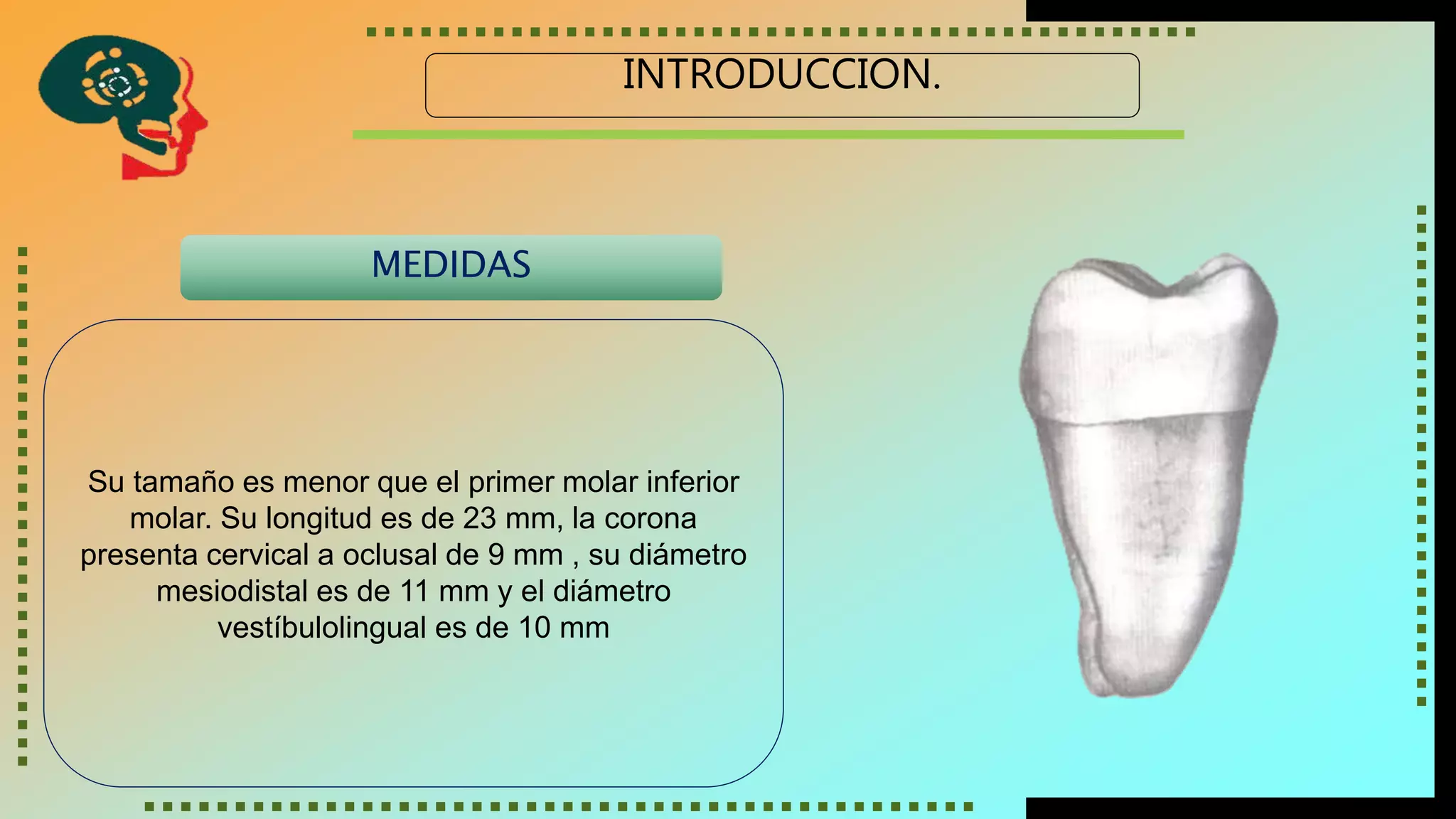 Molar Inferior Segundo molar inferior | PPTX
