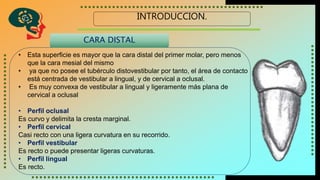 INTRODUCCION.
CARA DISTAL
• Esta superficie es mayor que la cara distal del primer molar, pero menos
que la cara mesial del mismo
• ya que no posee el tubérculo distovestibular por tanto, el área de contacto
está centrada de vestibular a lingual, y de cervical a oclusal.
• Es muy convexa de vestibular a lingual y ligeramente más plana de
cervical a oclusal
• Perfil oclusal
Es curvo y delimita la cresta marginal.
• Perfil cervical
Casi recto con una ligera curvatura en su recorrido.
• Perfil vestibular
Es recto o puede presentar ligeras curvaturas.
• Perfil lingual
Es recto.
 