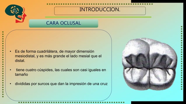 Molar Inferior Segundo molar inferior | PPTX