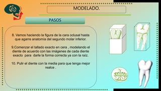 MODELADO.
8. Vamos haciendo la figura de la cara oclusal hasta
que agarre anatomía del segundo molar inferior.
9.Comenzar el tallado exacto en cera , modelando el
diente de acuerdo con las imágenes de cada diente
exacto para darle la forma correcta ya con la raíz.
10. Pulir el diente con la media para que tenga mejor
realce .
PASOS
 