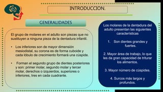INTRODUCCION.
GENERALIDADES
El grupo de molares en el adulto son piezas que no
sustituyen a ninguna pieza de la dentadura infantil.
• Los inferiores son de mayor dimensión
mesiodistal, su corona es de forma cuboide y
cada lóbulo de crecimiento formará una cúspide.
• Forman el segundo grupo de dientes posteriores
y son: primer molar, segundo molar y tercer
molar, derechos o izquierdos, superiores o
inferiores, tres en cada cuadrante.
Los molares de la dentadura del
adulto presentan las siguientes
características
1. Son dientes grandes y
fuertes.
2. Mayor área de trabajo, lo que
les da gran capacidad de triturar
los alimentos.
3. Mayor número de cúspides.
4. Surcos más largos y
profundos.
 