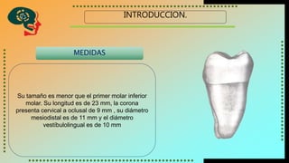 INTRODUCCION.
Su tamaño es menor que el primer molar inferior
molar. Su longitud es de 23 mm, la corona
presenta cervical a oclusal de 9 mm , su diámetro
mesiodistal es de 11 mm y el diámetro
vestíbulolingual es de 10 mm
MEDIDAS
 