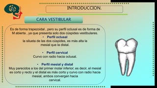 INTRODUCCION.
Es de forma trapezoidal , pero su perfil oclusal es de forma de
M abierta , ya que presenta solo dos cúspides vestibulares.
• Perfil oclusal
la silueta de las dos cúspides, es más alta la
mesial que la distal.
• Perfil cervical
Curvo con radio hacia oclusal.
• Perfil mesial y distal
Muy parecidos a los del primer molar inferior; es decir, el mesial
es corto y recto y el distal es más corto y curvo con radio hacia
mesial, ambos convergen hacia
cervical.
CARA VESTIBULAR
 