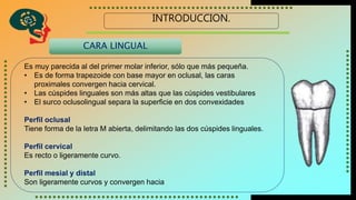 INTRODUCCION.
CARA LINGUAL
Es muy parecida al del primer molar inferior, sólo que más pequeña.
• Es de forma trapezoide con base mayor en oclusal, las caras
proximales convergen hacia cervical.
• Las cúspides linguales son más altas que las cúspides vestibulares
• El surco oclusolingual separa la superficie en dos convexidades
Perfil oclusal
Tiene forma de la letra M abierta, delimitando las dos cúspides linguales.
Perfil cervical
Es recto o ligeramente curvo.
Perfil mesial y distal
Son ligeramente curvos y convergen hacia
 