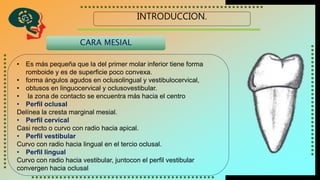 INTRODUCCION.
CARA MESIAL
• Es más pequeña que la del primer molar inferior tiene forma
romboide y es de superficie poco convexa.
• forma ángulos agudos en oclusolingual y vestibulocervical,
• obtusos en linguocervical y oclusovestibular.
• la zona de contacto se encuentra más hacia el centro
• Perfil oclusal
Delínea la cresta marginal mesial.
• Perfil cervical
Casi recto o curvo con radio hacia apical.
• Perfil vestibular
Curvo con radio hacia lingual en el tercio oclusal.
• Perfil lingual
Curvo con radio hacia vestibular, juntocon el perfil vestibular
convergen hacia oclusal
 