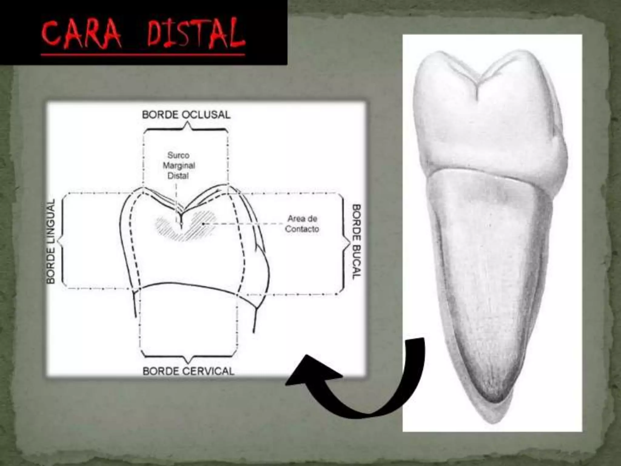 Molar Inferior Segundo molar inferior | PPTX