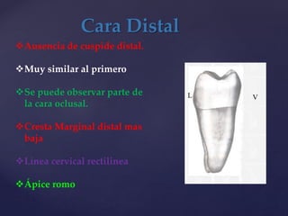 Cara Distal
Ausencia de cuspide distal.
Muy similar al primero
Se puede observar parte de
la cara oclusal.
Cresta Marginal distal mas
baja
Línea cervical rectilinea
Ápice romo
 