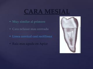 CARA MESIAL
 Muy similar al primero
 Cara oclusar mas cerrrada
 Línea cervical casi rectilinea
 Raíz mas aguda en Apice
 