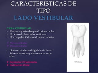 CARACTERISTICAS DE
TIPO
LADO VESTIBULAR
CARA VESTIBULAR
• Mas corta y estrecha que el primer molar.
• Un surco de desarrollo vestibular
• Dos cuspides V de casi el mismo tamaño
 Mesovestibular
 Distovestibular
• Linea cervical mas dirigida hacia la raiz
• Raices mas cortas y mas cercanas entre
ellas
 Separadas O Fucionadas
 Inclinacion Distal
 