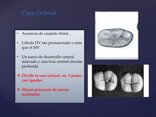 Cara Oclusal
• Ausencia de cuspide distal..
• Lóbulo DV tan pronunciado o mas
que el MV
• Un surco de desarrollo central
marcado y una fosa central circular
profunda.
 Divide la cara oclusal en 4 partes
casi iguales
 Mayor presencia de surcos
accesorios.
 