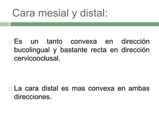 Cara mesial y distal:
 Es un tanto convexa en dirección
bucolingual y bastante recta en dirección
cervicooclusal.
 La cara distal es mas convexa en ambas
direcciones.
 
