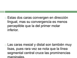  Estas dos caras convergen en dirección
lingual, mas su convergencia es menos
perceptible que la del primer molar
inferior.
 Las caras mesial y distal son también muy
lisas, pues rara vez se nota que la línea
segmental central cruce las prominencias
 