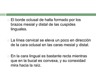  El borde oclusal de halla formado por los
brazos mesial y distal de las cuspides
linguales.
 La línea cervical se eleva un poco en dirección
de la cara oclusal en las caras mesial y distal.
 En la cara lingual es bastante recta mientras
que en la bucal es convexa, y su conexidad
mira hacia la raíz.
 