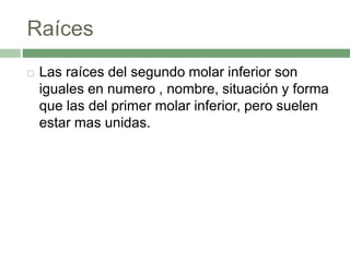 Raíces
 Las raíces del segundo molar inferior son
iguales en numero , nombre, situación y forma
que las del primer molar inferior, pero suelen
estar mas unidas.
 
